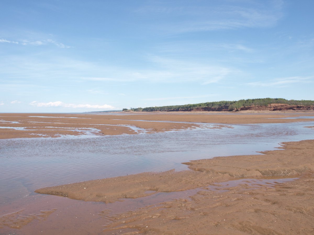 The Rainy Cove (loc 7) shoal system consists of a muddier channel-like part closer to shore & a sandier distant part. The muddy channel drains off last during ebb and then fills fast! right after low tide, giving only a 1.5 hr time window for visiting the shoal  #MinasBasinTidal