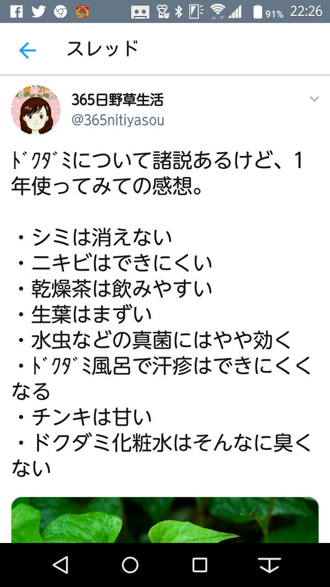 のん 365日野草生活 多摩川野草会代表 ドクダミ酒を色々と ドクダミ日本酒漬け ドクダミ焼酎漬け ドクダミ蕾花焼酎漬け 去年のドクダミ蕾花焼酎漬け ドクダミの蕾と花は フルーティな香りがする 野草酒