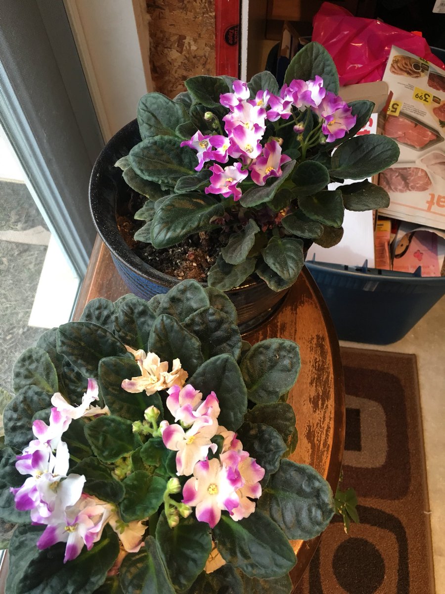 JacquieStobbe's tweet photo. You left them with me four years ago today and they are still thriving..... https://t.co/6KPocZC2yq