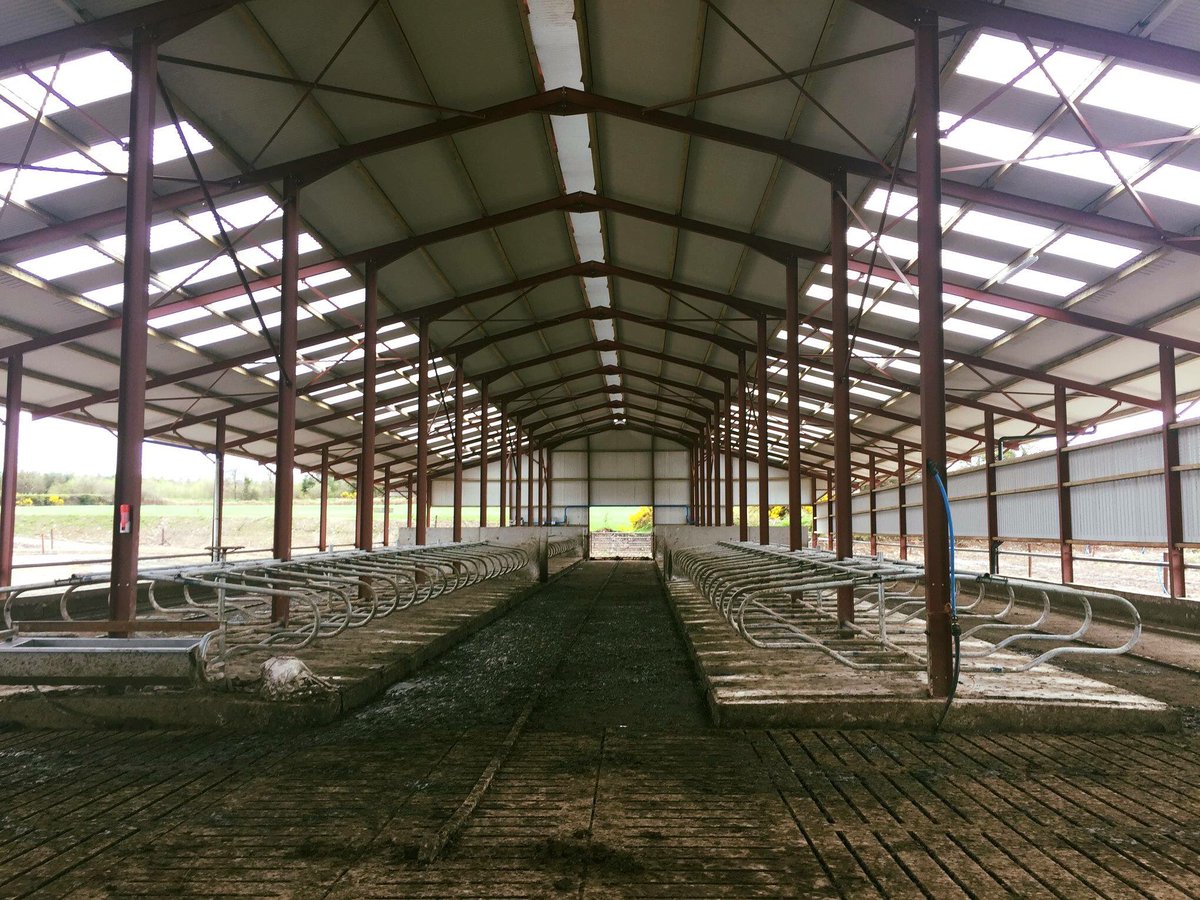 Cow Cubicle Shed Layout