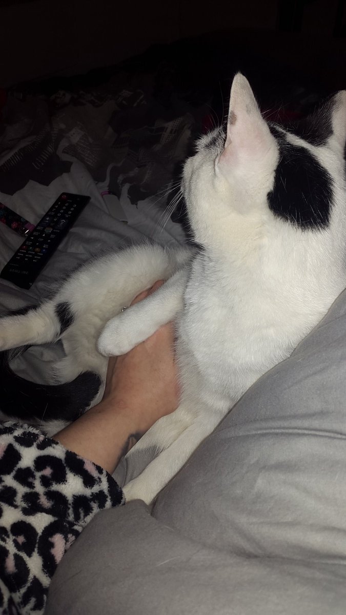 MrMrsSmith16's tweet photo. See how disinterested my cat is? That's how I feel about you losers!

@RTfucker
@RTP1G
@RTwimp
@rtfindom
#smokingfetish #finacialdomination 
#findom #finslave #rtfucker #paypiggys #cashcow #worship #spoilme #finsubs #payslave #domination #fincuck #alphacouple https://t.co/Xji1w710Hs