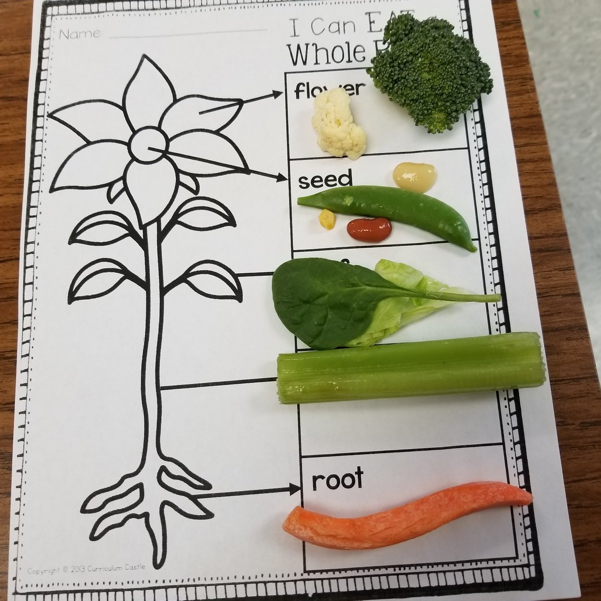 McKinneysMinion's tweet photo. Do you eat all of the parts of a plant?  Our first graders do!  #veggies @aolets_go  @GravelyKristen https://t.co/mFCPSwC84F
