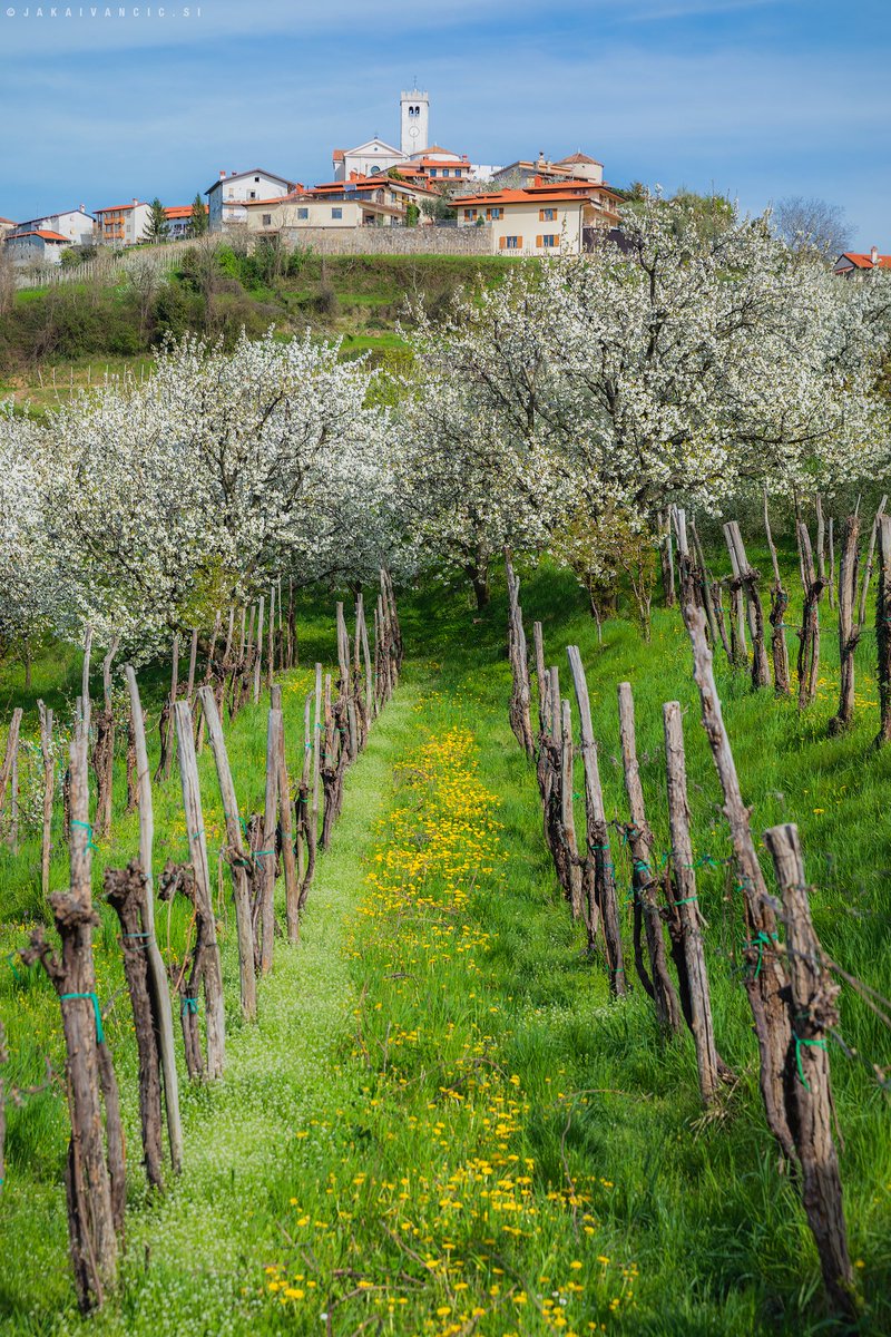jaka_ivancic's tweet photo. Šmartno town trough the cherry tree flowers. #spring #brda #goriskabrda #smartno #collio #slovenia #slovenija https://t.co/sGUtDu74ul