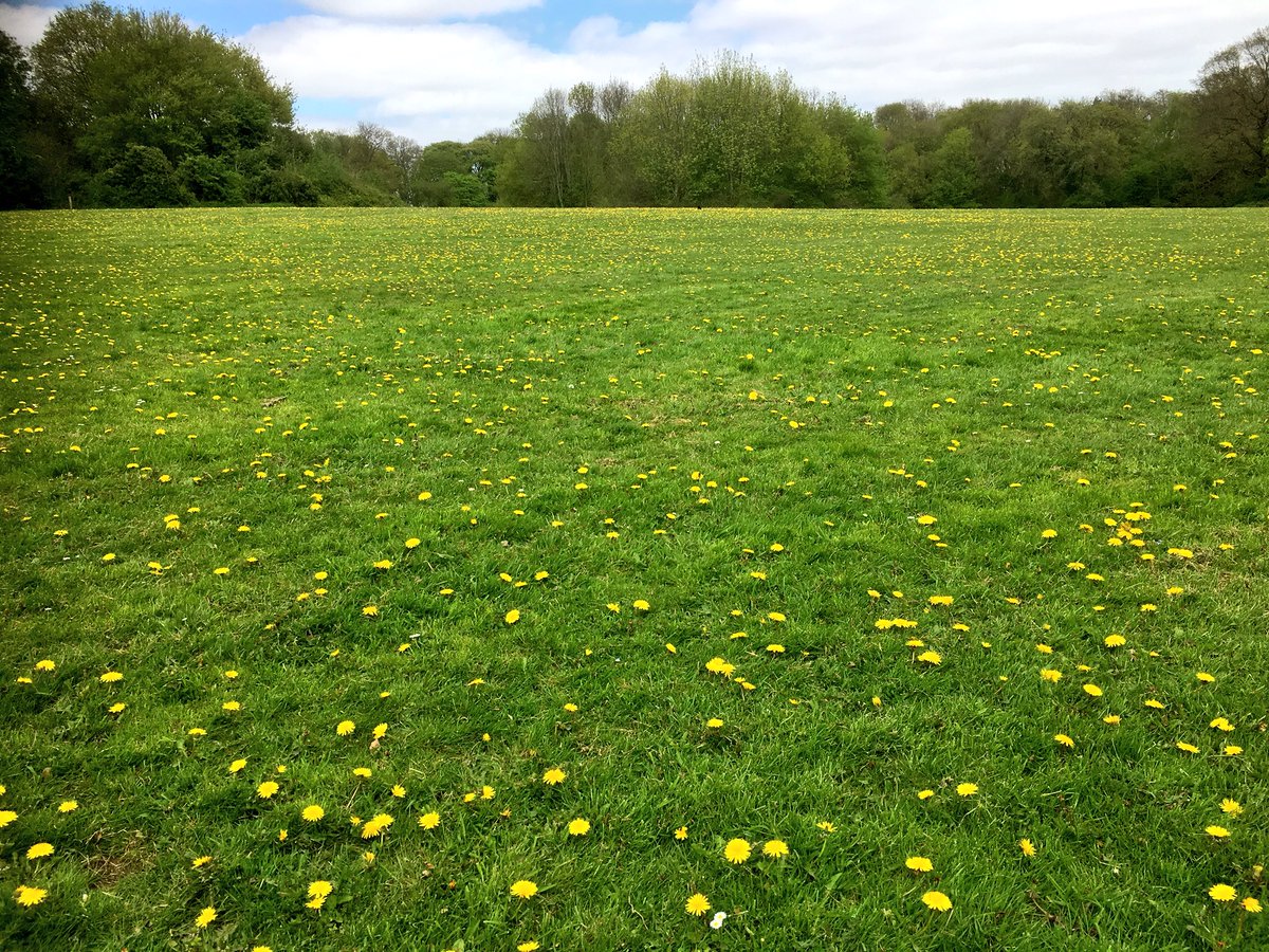 🐝 Some woodlands have a carpet of bluebells, but we have an ocean of #dandelions 🌼 best #wildflowers for pollinators <a href="/DrTrevorDines/">Trevor the botanist</a>