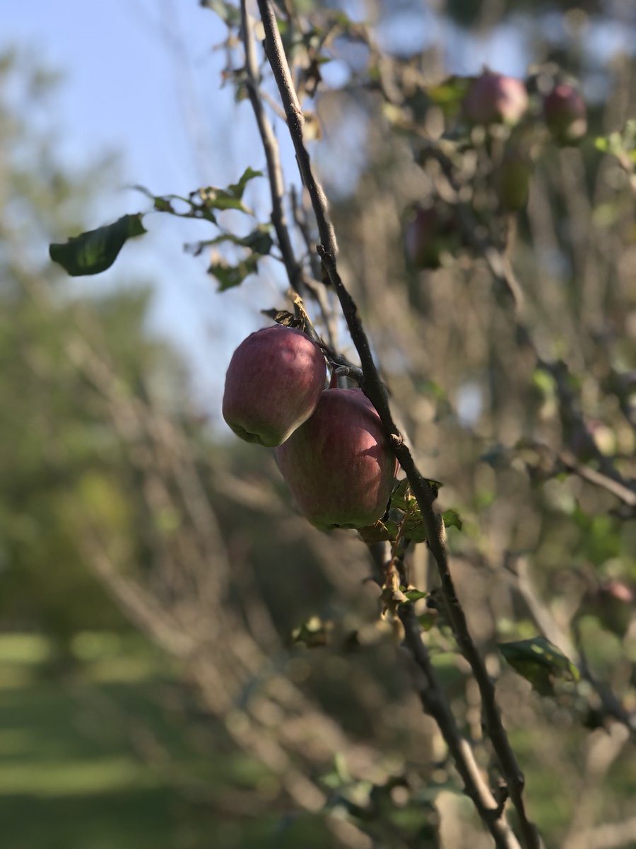 Ven a Mazamitla este fin de semana!! 

Habitación  4 personas con desayuno   por $1,550.00.

Reserva directo al (382)5380993 o94