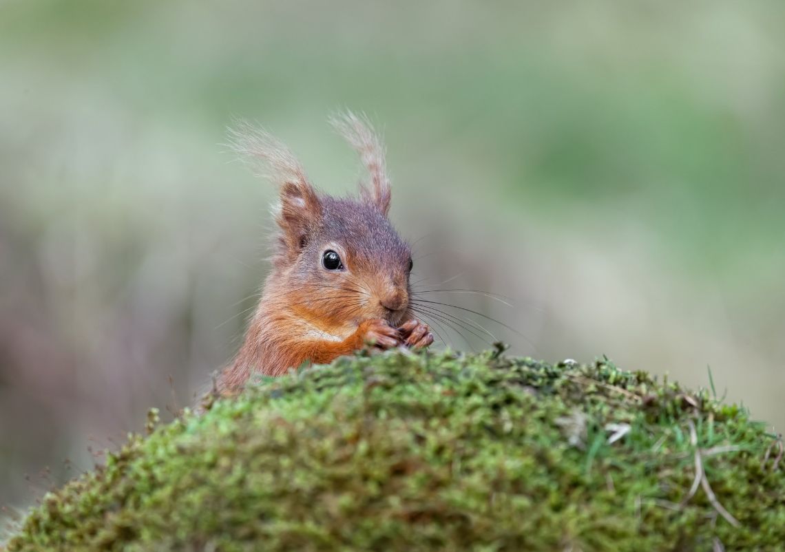 redsquirrelsw's tweet photo. @PatrickNeaves captured this little sneaky squirrel popping its head up to say hello in #Cumbria this week...
Thanks Patrick, keep your #squirrelmail coming guys!
#redsquirrelsrule #redsrule #saveoursquirrels #redsquirrels #redsquirrel https://t.co/7Bbt8QUayv
