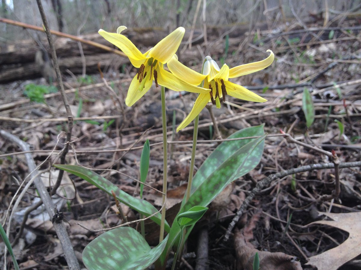 LeopoldLabESF's tweet photo. Spring has finally sprung in Central NY! Erythronium americanum (trout lily) and Trillium erectum (purple trillium) at Cicero Swamp yesterday. 

#getoutside #spring https://t.co/kz5lTPNjHP