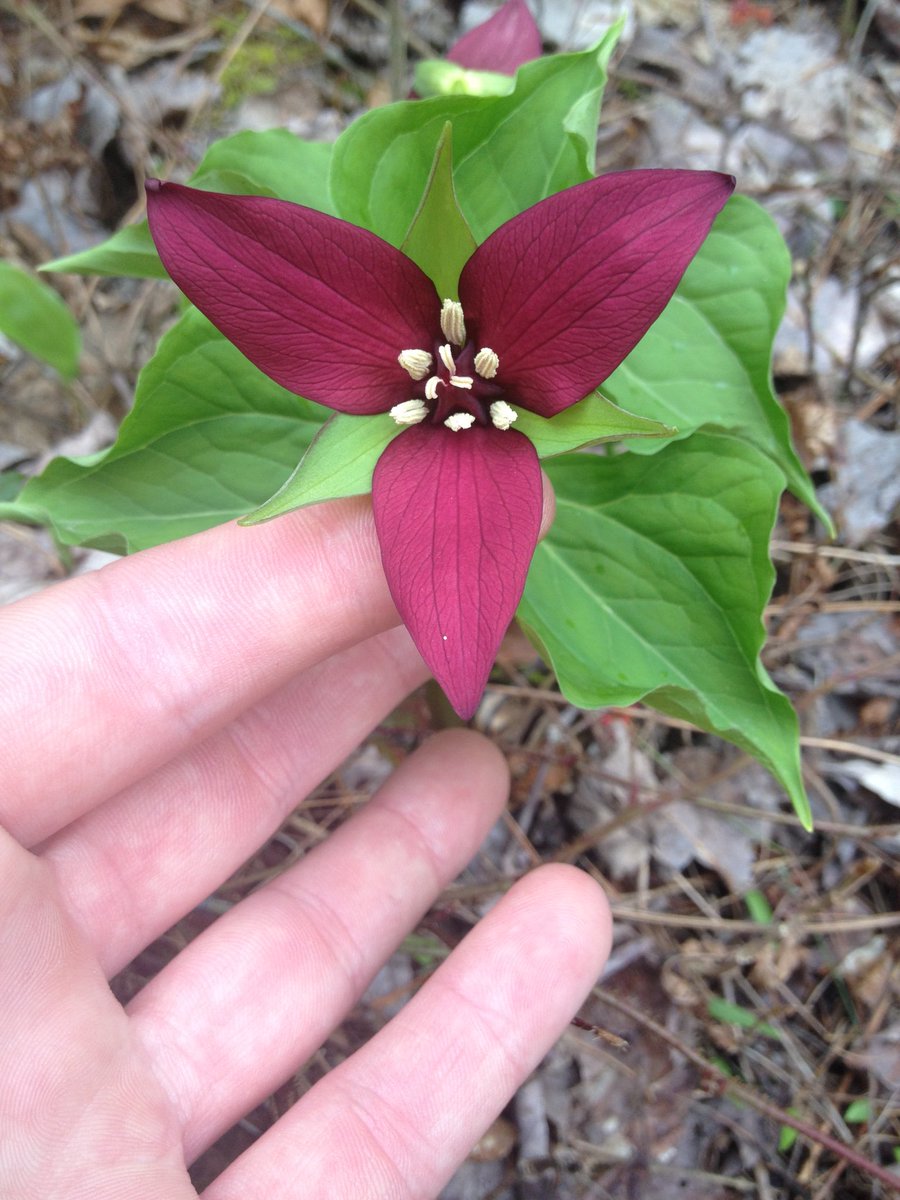 LeopoldLabESF's tweet photo. Spring has finally sprung in Central NY! Erythronium americanum (trout lily) and Trillium erectum (purple trillium) at Cicero Swamp yesterday. 

#getoutside #spring https://t.co/kz5lTPNjHP