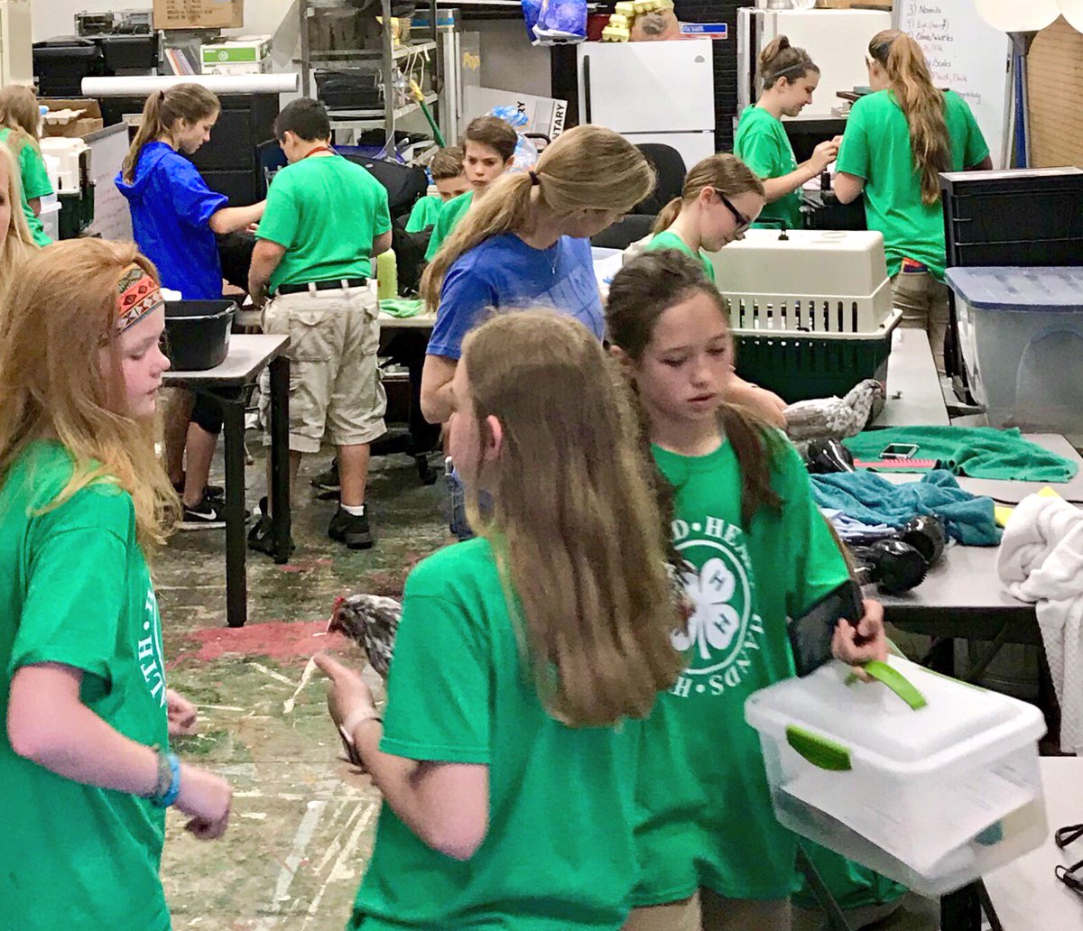 Bubble baths and butt fluffing completed!  We are off to the Spring Poultry Show!