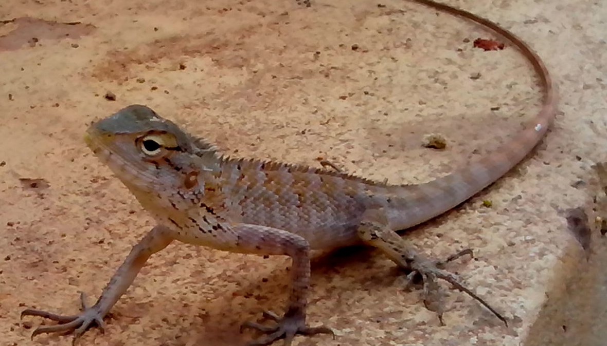EnviroCareOC's tweet photo. A lizard is a great companion for your garden, so fear not if you see them around! They help control insect populations of roaches, flies, beetles and many others. - Photo by Srichakra Pranav https://t.co/nlRkEDV9kz