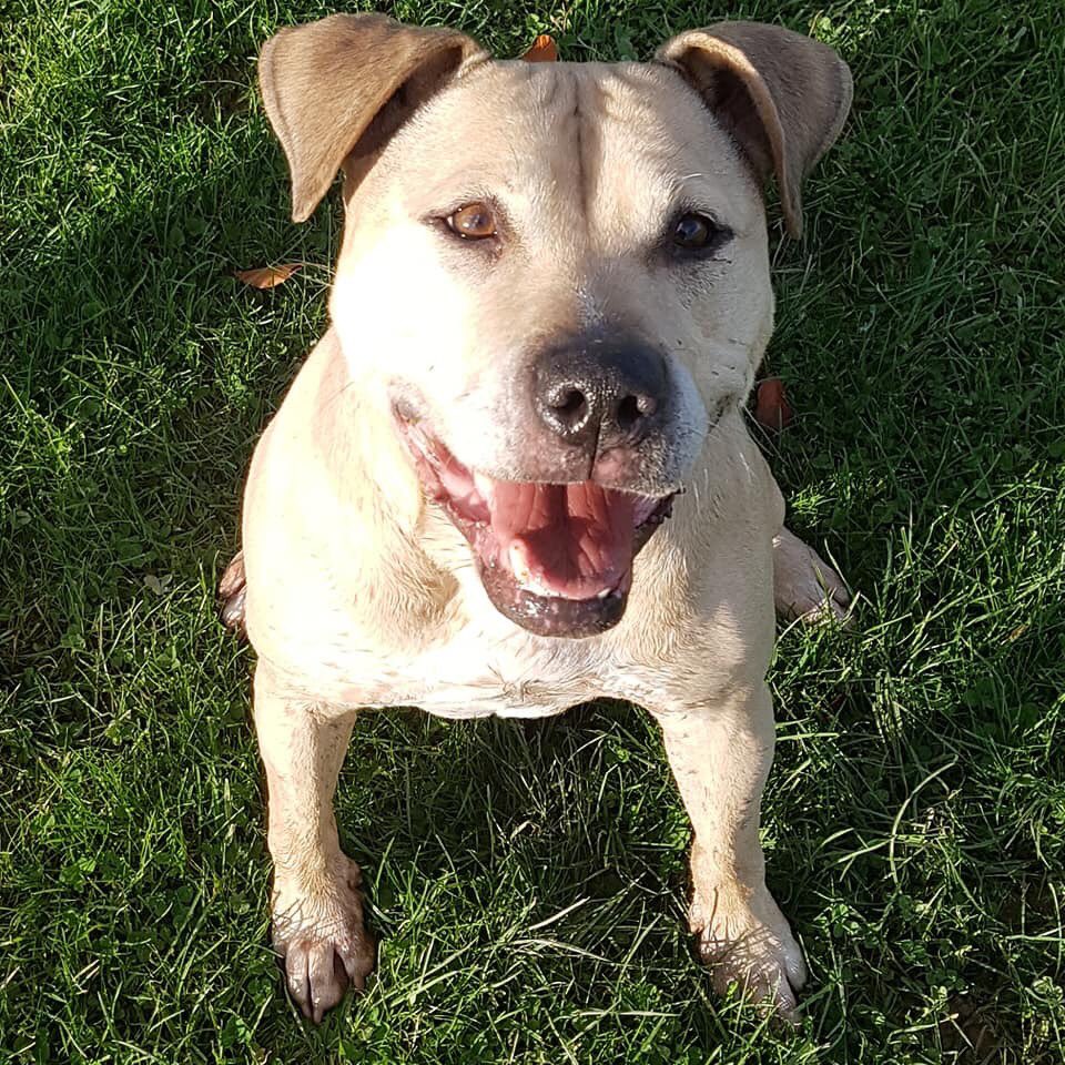 NWDogRescue's tweet photo. Fabulous dogs looking for fabulous homes https://t.co/OkJIVkwBHz https://t.co/o5EkCXh1v6