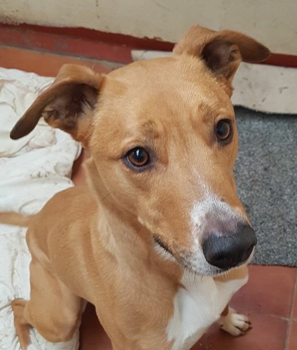 NWDogRescue's tweet photo. Fabulous dogs looking for fabulous homes https://t.co/OkJIVkwBHz https://t.co/o5EkCXh1v6