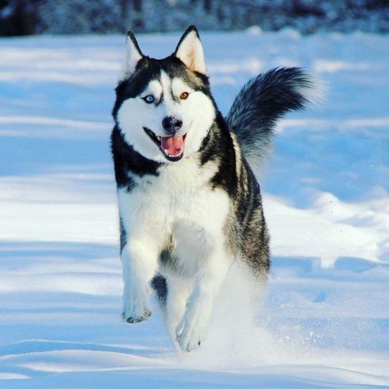 DogLover8360's tweet image. what do you love dog/
#oregondogs #dogs #doglover #doglovers #funnydog #funnydogs #puppy #puppies #pitbull #bulldog #pitbulls #bulldogs #germanshepherd #dogtraining #My1stQuestionInHeaven #HoldMyBeerAndWatchMe #HOUvATL #thriller #Rohingya #99cents #mystery #fiction #NickiDay2