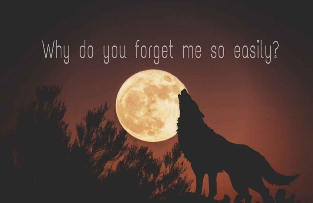 ° ŁONE • WØLF.🐺 ° tweet media