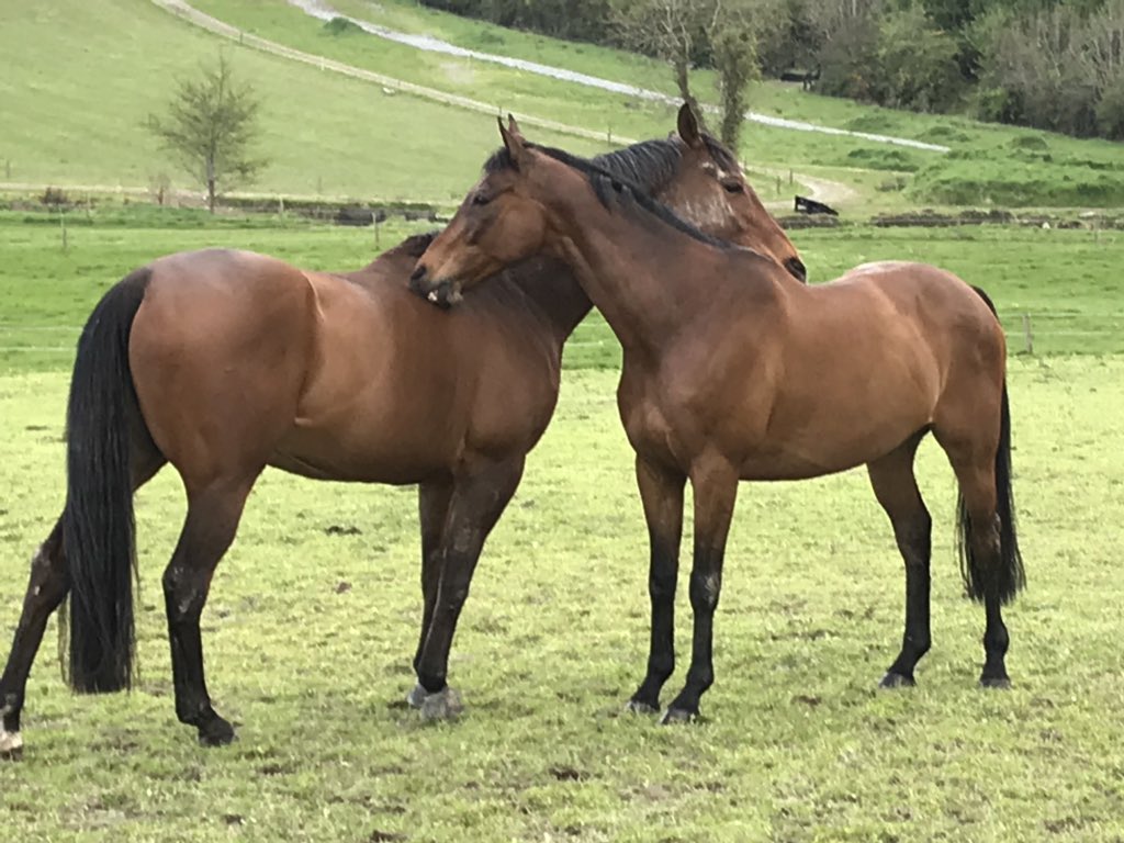 RuthCody1's tweet photo. Nothing like having a best friend to reach the spot you just canβt scratch. Hugo & Dave β€οΈ #TackRoomFriday #Rh2Rh #exracers https://t.co/oGSLwGvX6i