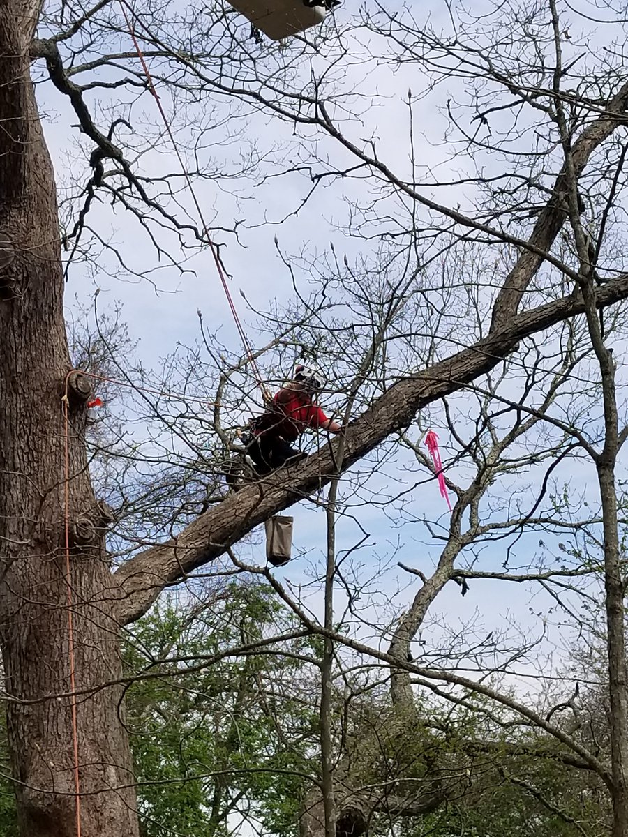 BristolAggie's tweet photo. #ArborJamboree So proud of our Arbor students demonstrating their skills! #BAPRIDE #BAWork https://t.co/ONSfqIaIS7