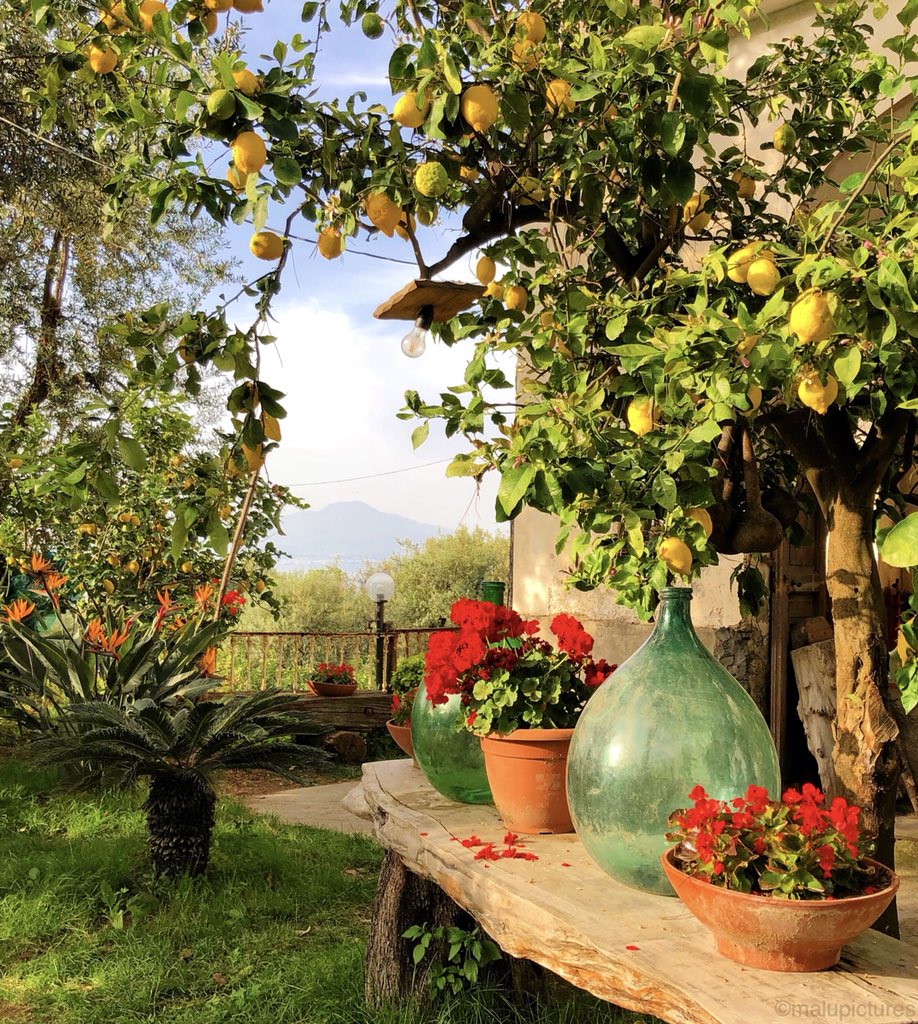 Visiting a lemon farm in #Sorrento 🍋🍋🍋is one of the most beautiful and fun experiences on #BestofItaly trip #bayofnaples #Italy #travel #lemonfarm #simplytrafalgar #td #loveSorrento #visitItaly