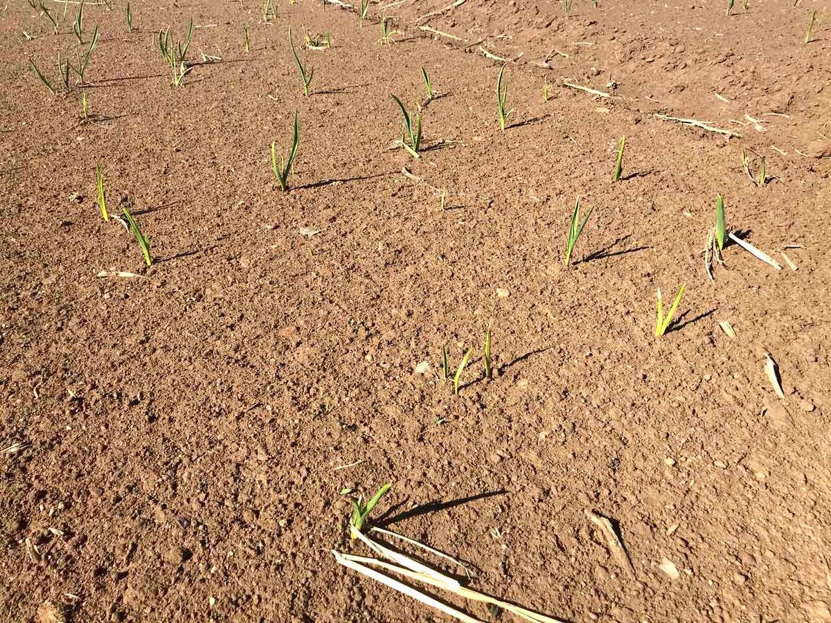 Саяхан суулгасан сармис цухуйгаад эхэлжээ. Түрүү жил туршиж тарьж үзсэн бол энэ жил үндсэн ногоонуудын нэгээр бодож тарьлаа. Ногоо тариагаа хараад сайхан байна аа.