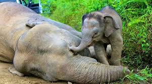 SaveTheTuskss's tweet photo. In Asia around only 50,000 elephants remain!! Poaching must come to an end!! Please share or donate to help the elephants now before they become extinct!! #FridayMotivation #animallovers #elephants #SaveTheTusks https://t.co/6aSmokEKWG