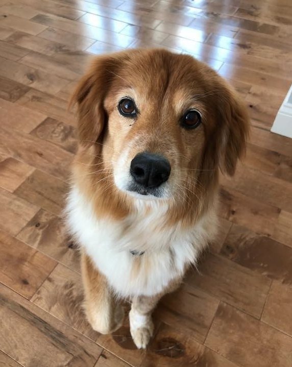 sandau_co's tweet photo. We bought a house to match our #dogs https://t.co/OZm0eXhXFx