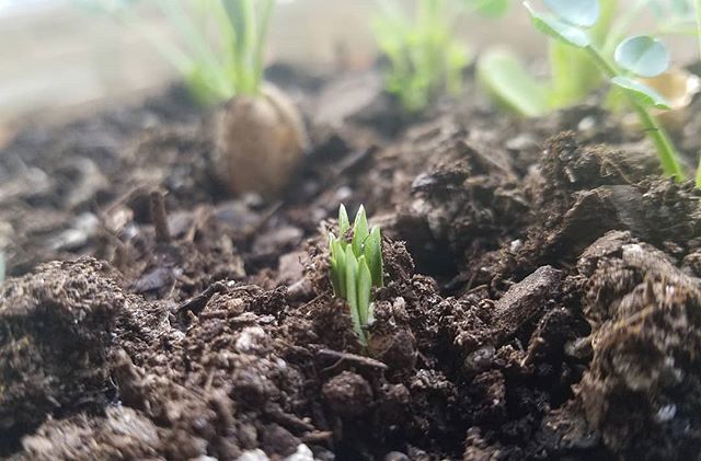 lhedger's tweet photo. I'm naming this one Peanut Baby No. 10. #peanutupdate #gardening https://t.co/O1A3DRn3qb https://t.co/qCRjLEpMU0