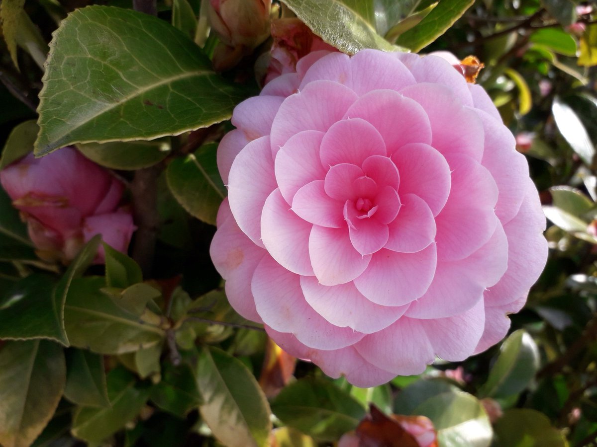 NumenMachine's tweet photo. #Geometry in nature. I walked past this beautiful 'formal double' #Camellia on the way to town. A lovely Camellia on a lovely day 🌸🌸 #NationalGardeningWeek #GardenersWorld #Camellia #flowerlovers #gardening https://t.co/LshKrbSagv
