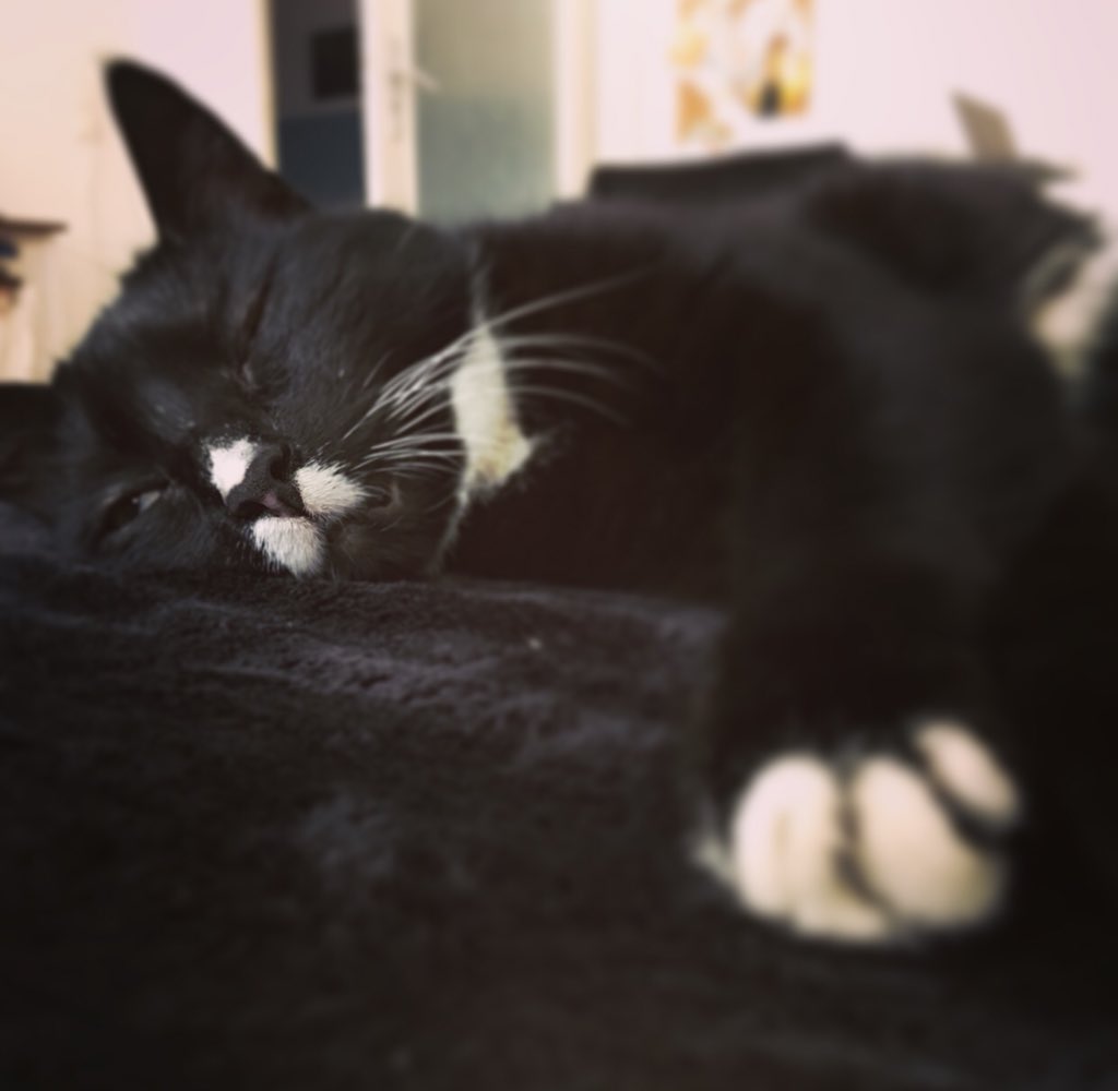 tWitpHey's tweet photo. Wenn schon krank auf dem Sofa, dann zumindest nicht allein. #catcontant #cat #cute #cutecat #thanks https://t.co/27mgv7tkxn