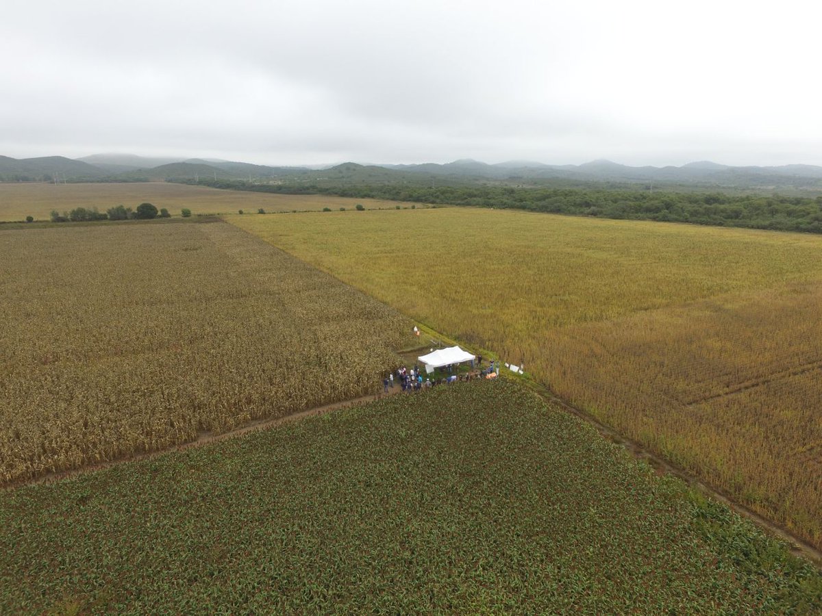 eugenia_bai's tweet photo. Jornada a Campo #Conae #SYN860Vip3 @Syngenta_ar https://t.co/yu1MC7KEa0