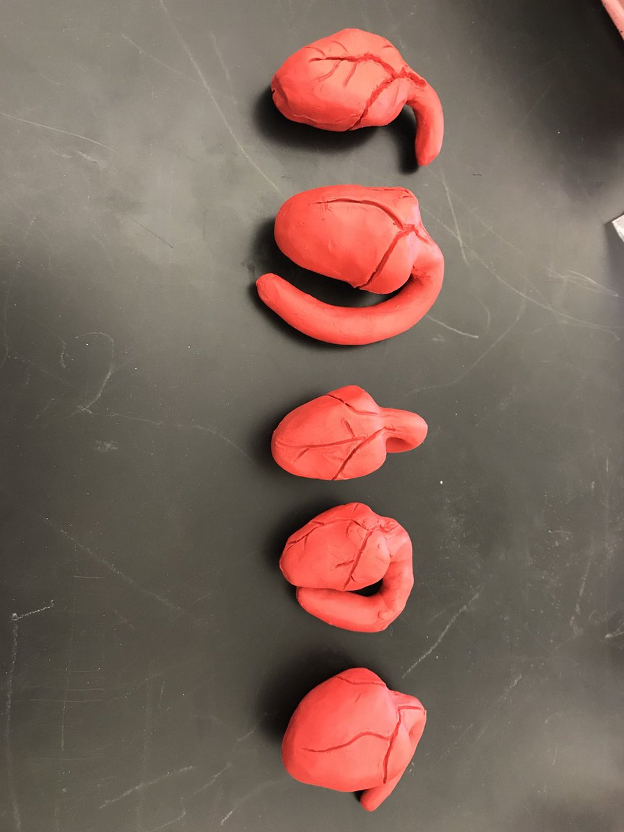 maria_burgess's tweet photo. Gratitude to the Spaulding Education Fund for supporting the Anatomy in Clay grant for the MERSD high school. Students constructed their hearts and coronary arteries today in class! https://t.co/aMaURIJfNq