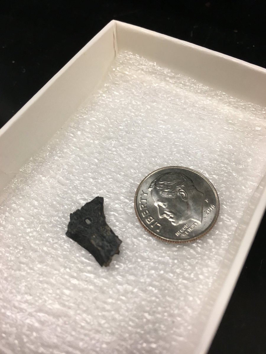 Dr_CrocoGator's tweet image. Happy #FossilFriday! Here’s a lovely skull piece from an extinct lizard related to monitors from the end of the Age of the #Dinosaurs. That hole in the middle is the “third eye” found in certain lizards on the top of their head. #FantasticFossils #BLM @VMNH