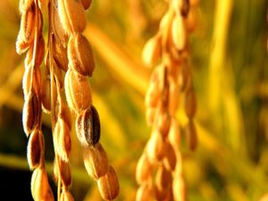 GRAIN_org's tweet photo. #Canada authorises the marketing of the controversial #GoldenRice. Is this a way of encouraging Asian countries to authorise it as well? Via @infogm. https://t.co/bFrP59xMrk  @stopgoldenrice #GMO https://t.co/yiNW4OUy6j