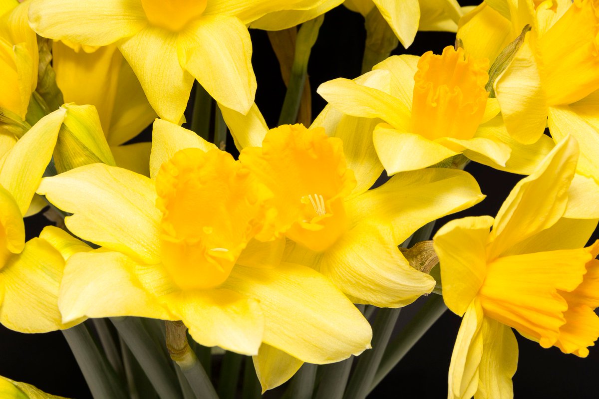TweetsShine's tweet photo. Golden daffodils... the muse of poets and the symbol of rebirth and new beginnings. The gift of daffodils is said to ensure happiness, but only when presented in a bunch. Given as a single bloom, a daffodil can bring misfortune. Who knew? #glorious #springflower #makesmehappy https://t.co/3Mms1r2L8e