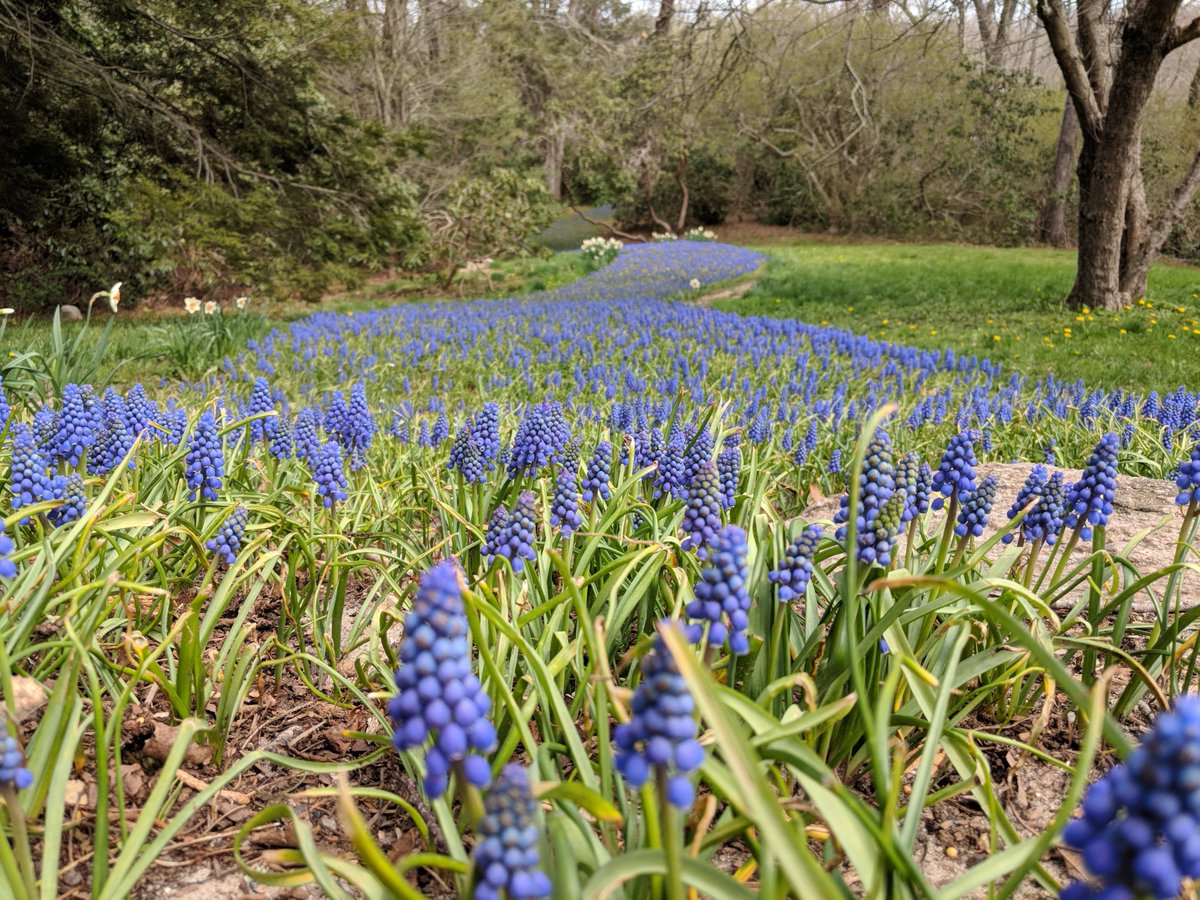 HeritageMuseums's tweet photo. The tens of thousands of grape #hyacinth's of our bulb stream are stretching their blooms in the nice #spring warmth! A perfect weekend to catch them at their best! #capecodspring #heritagemuseums https://t.co/tVZeSQzFPC