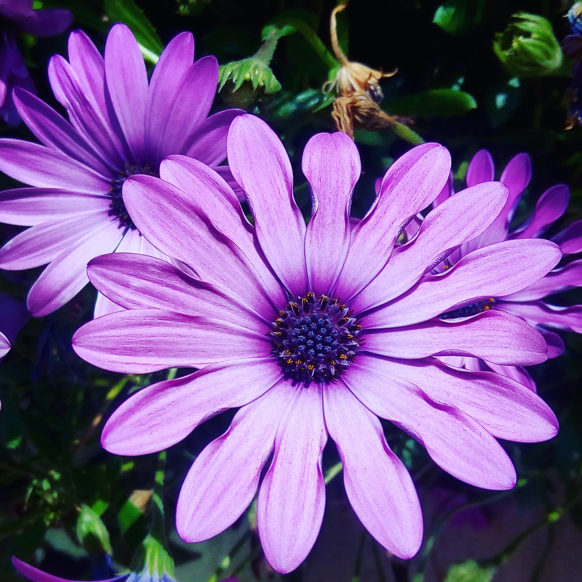 南フランス在住23年 Yuka Pa Twitter L Osteospermum 今日の南フランスはくもりのち晴れ 近所のアフリカンデージー オステオスペルマム が きれきれいです 花の形が面白い種類です 同じのが欲しい 南フランス 暮らしてみる旅 T Co