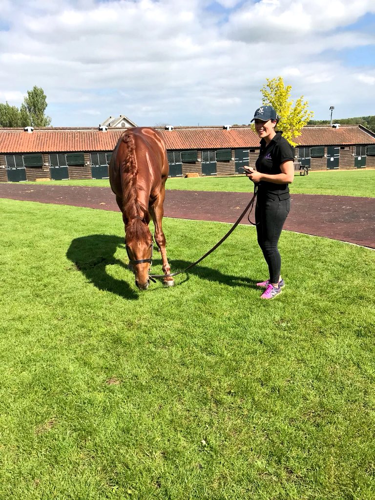 BarodaStudIre's tweet photo. Such a dude... Lovely relaxed horse enjoying a pick of grass before his turn in the ring... Lot 255, No Nay Never colt #BreezeUpSales @Tattersalls1766 https://t.co/Ikqli9ZlCd