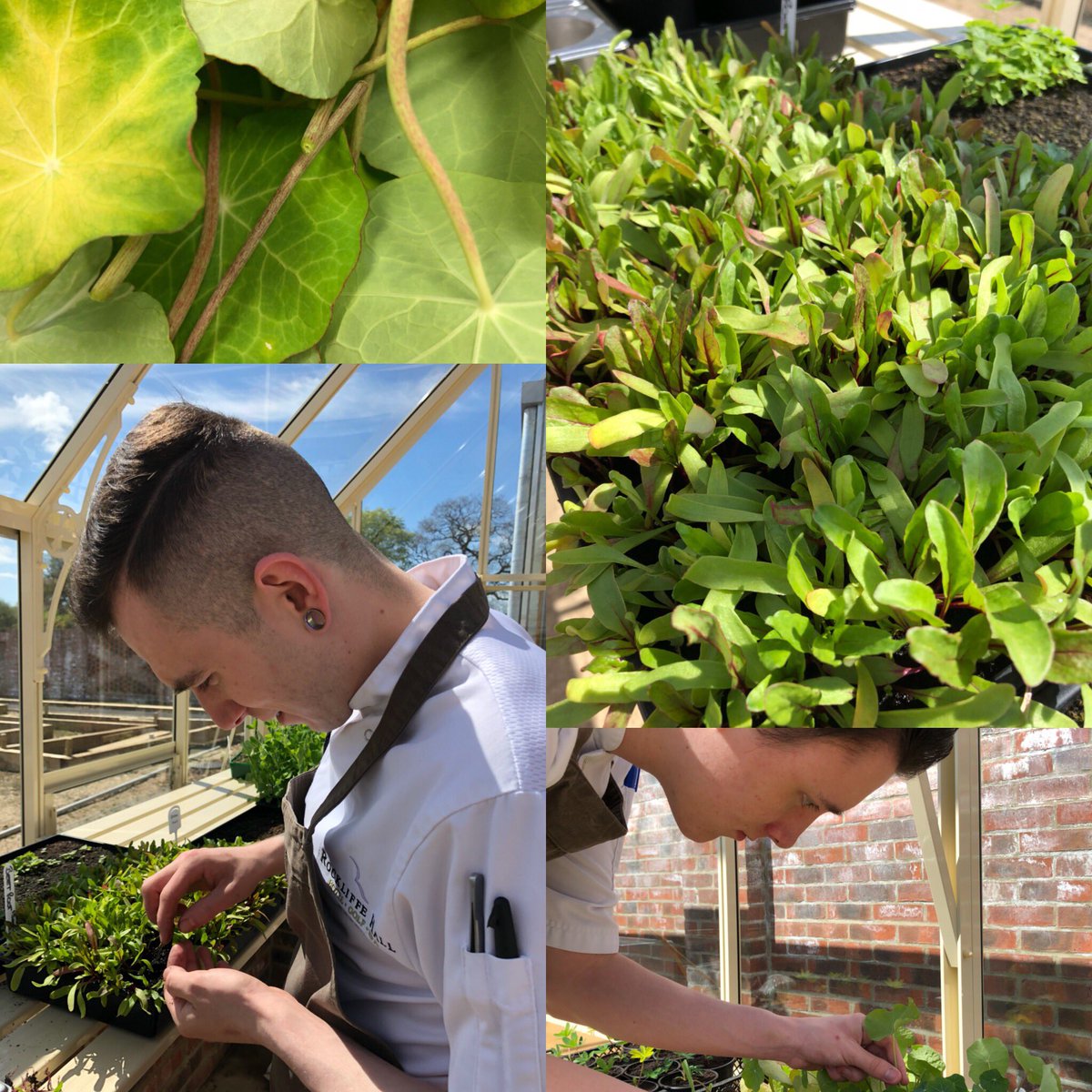 Stevie_Lamb92's tweet image. Freshly picked nasturtium and beetroot seedlings from the grounds of @RockliffeHall for @Orangerychef menu tonight #seedlings #homegrown #sustainablesource