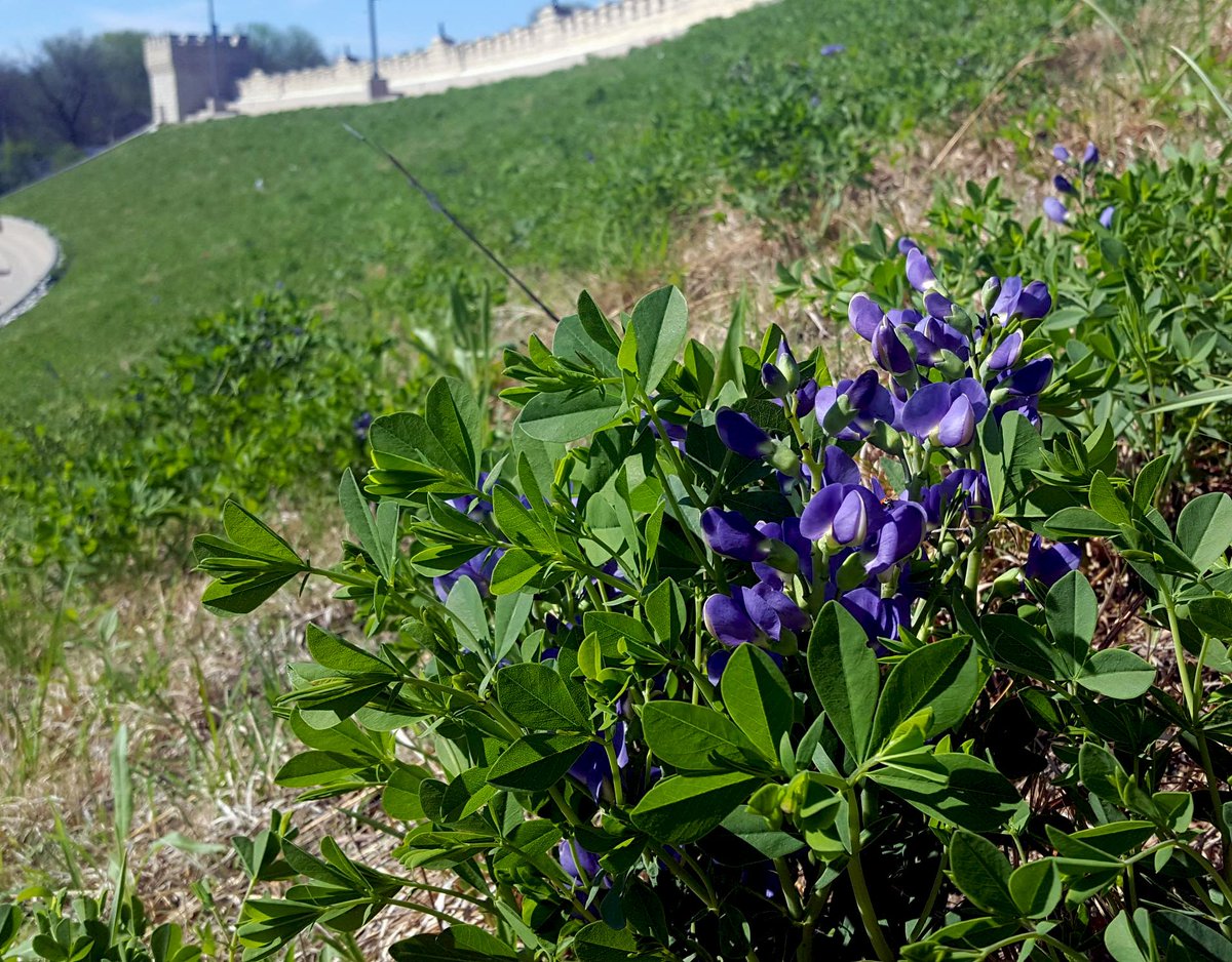 KSU_GreenRoofs's tweet photo. A couple thunderstorms later and the Baptisia is blooming like crazy at the stadium! @JeffreyBruceCo #bloodyhumid #putupwithit #forthepollinators #bombus #kstatepurple https://t.co/x7RrlrtBDk