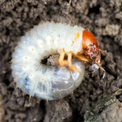 GreenTopLawn's tweet photo. White Grubs: A Common Lawn Infestation https://t.co/DAJsGxuu14 Grubs are a common problem in Texas lawns. Many homeowners don’t know what’s causing their lawn issues when they begin to see brown, wilting patches. They’ve tested their soil and ... #LawnCare #LawnGrubs #LawnProblem https://t.co/gCdLpU9J58