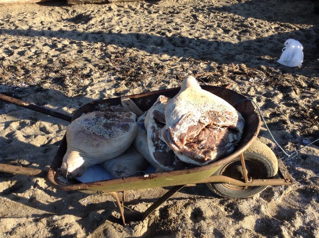 twitweeting's tweet photo. A friend and I watched two older men moving a rusted old wheelbarrow from the parking lot, over the sand to the water. They were washing prosciutto in the ocean. There was a sewage line nearby. 
I am serious about this. 
#truestory 
#OnceAtTheBeach https://t.co/QFgQ3ZDDw4