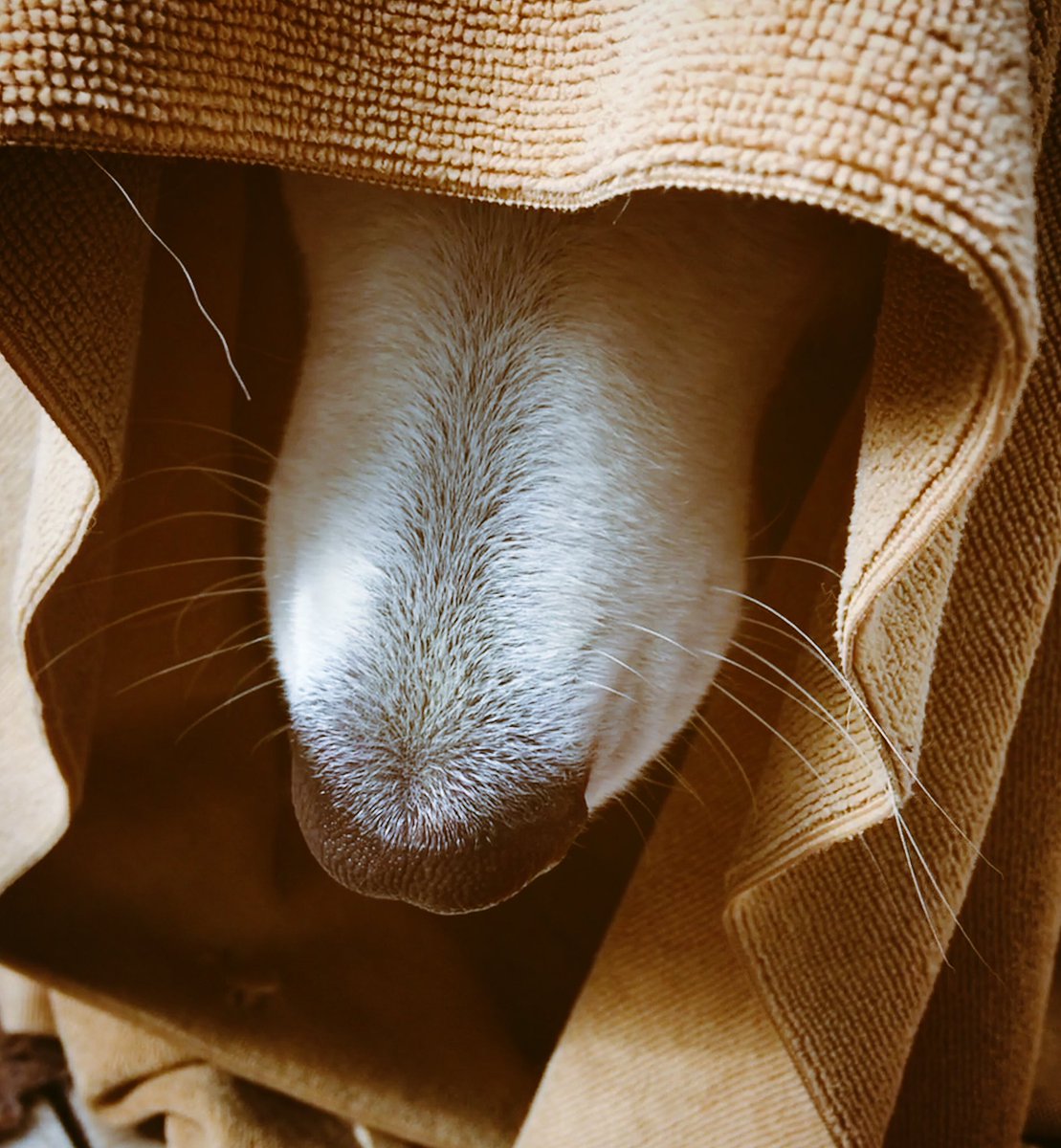 ComportamentCan's tweet photo. Ahora nos enteramos que hoy se celebra el #diainternacionaldestarwars. ✨💫 🐾 #starwarsday 
•
#pequeñopadawan 
#Boirarules #padawcan #jedi #starwars #littlepadawan •
Buen finde a todos #pequeñospadawans! https://t.co/aQIO40WGqw