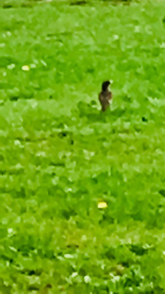jennyclose_'s tweet photo. The turdus migratorius or robin is a consumer that eats worms 🐛 #characteristicsoflife #niche #flecosystem https://t.co/v4tVauVDmK