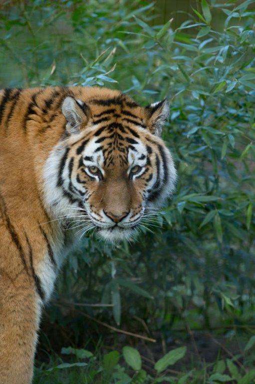 Stunning Amur tiger <a href="/portlympnepark/">Port Lympne Hotel & Reserve</a>