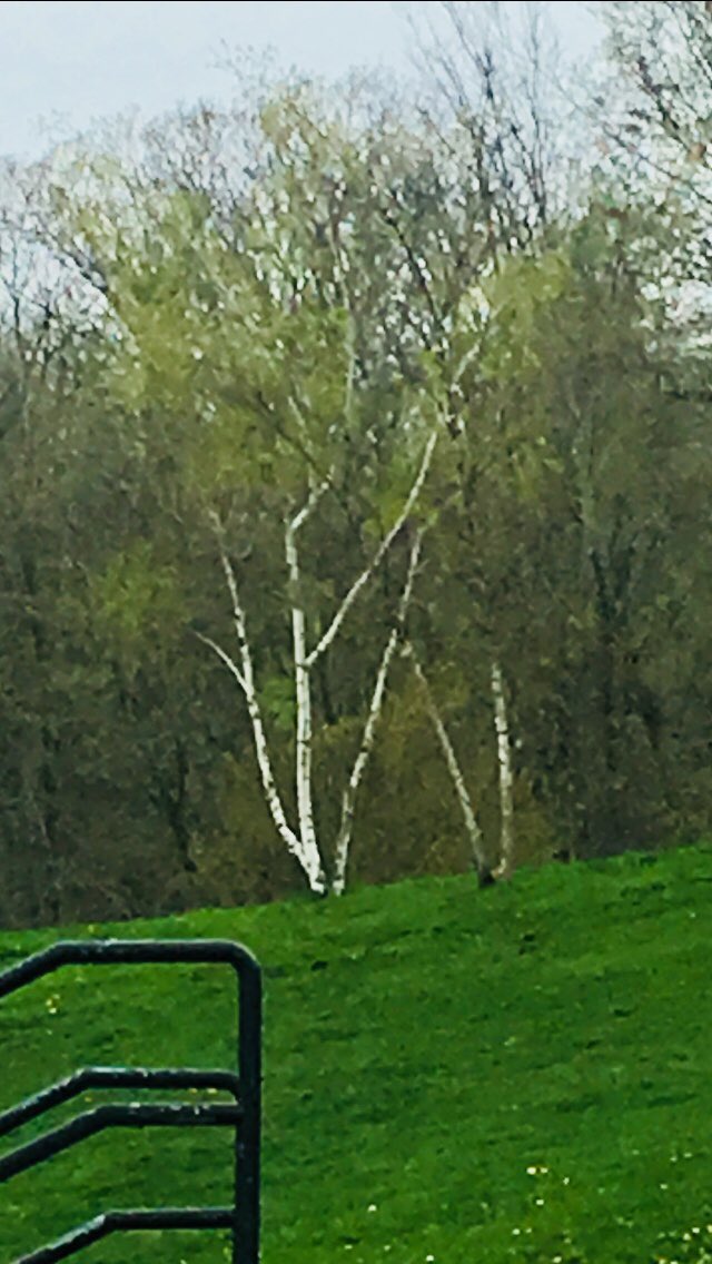 jennyclose_'s tweet photo. The betula or birch tree is a producer so it makes its own food through photosynthesis🍃#characteristicsoflife #niche #flecosystem https://t.co/tRZqHfUfay