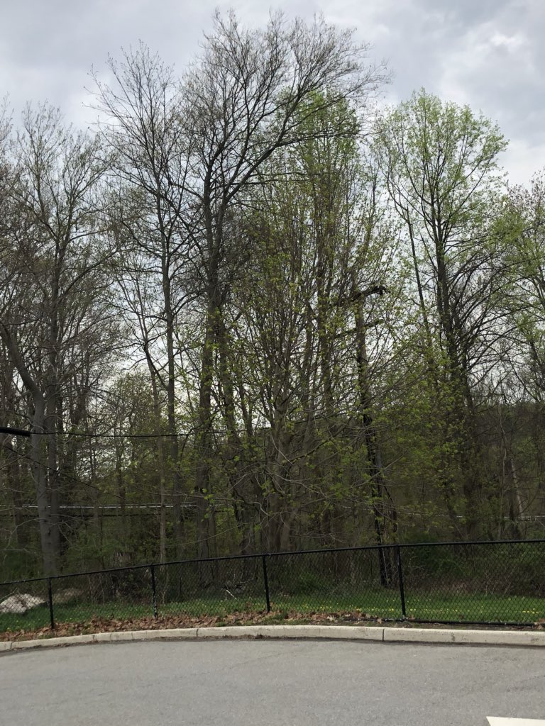FLHS_Gtueme's tweet photo. This is a betula, it makes its own food using the sun #characteristicsoflife #niche #flecosystem https://t.co/mRjb7tUTQO