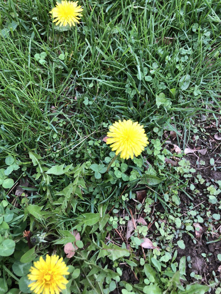 FLHS_Gtueme's tweet photo. This is a taraxacum, it is a producer and makes its own food through photosynthesis #characteristicsoflife #niche #flecosystem https://t.co/cGJ2HHWoPJ