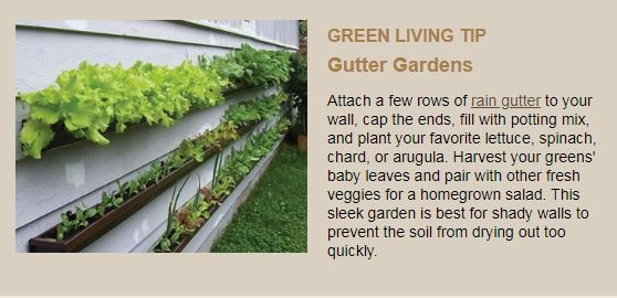 BloomingSecrets's tweet photo. Green Living Tip! Check Out This Gutter Garden From Lowes! #greenliving #guttergarden #gardening
https://t.co/JlwmakvXLv https://t.co/kraMGlfafe