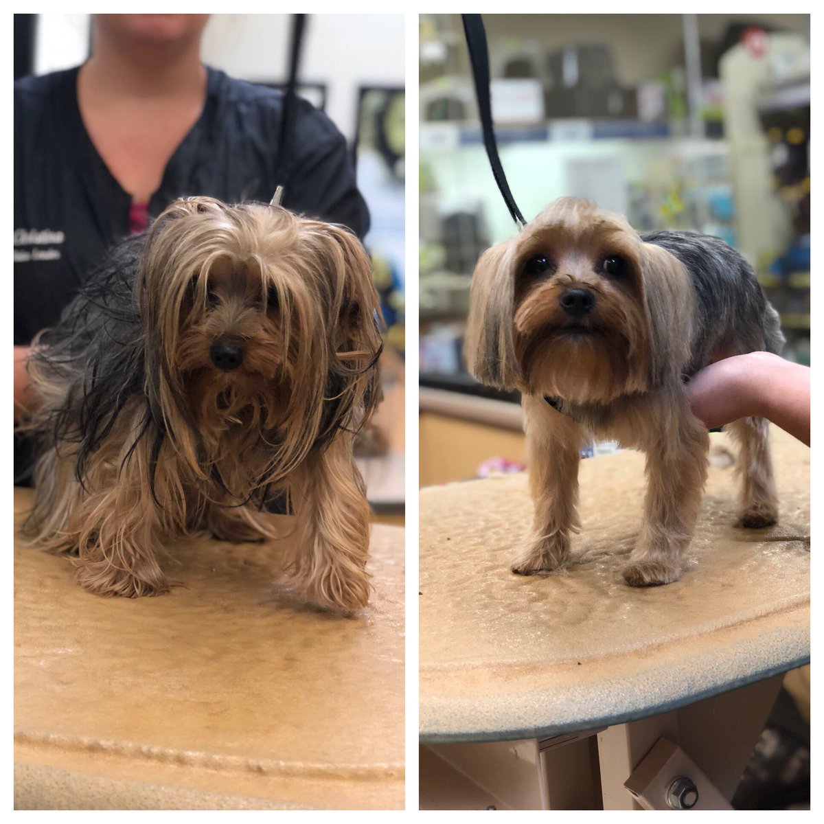 Rio Petsmart Salon tweet media