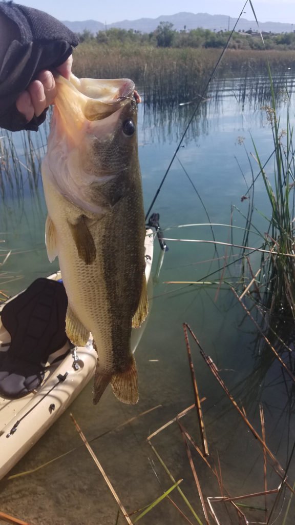 GoFishAZ's tweet image. Angler Report: Lake Havasu - fishaz.azgfd.com/angler_reports…