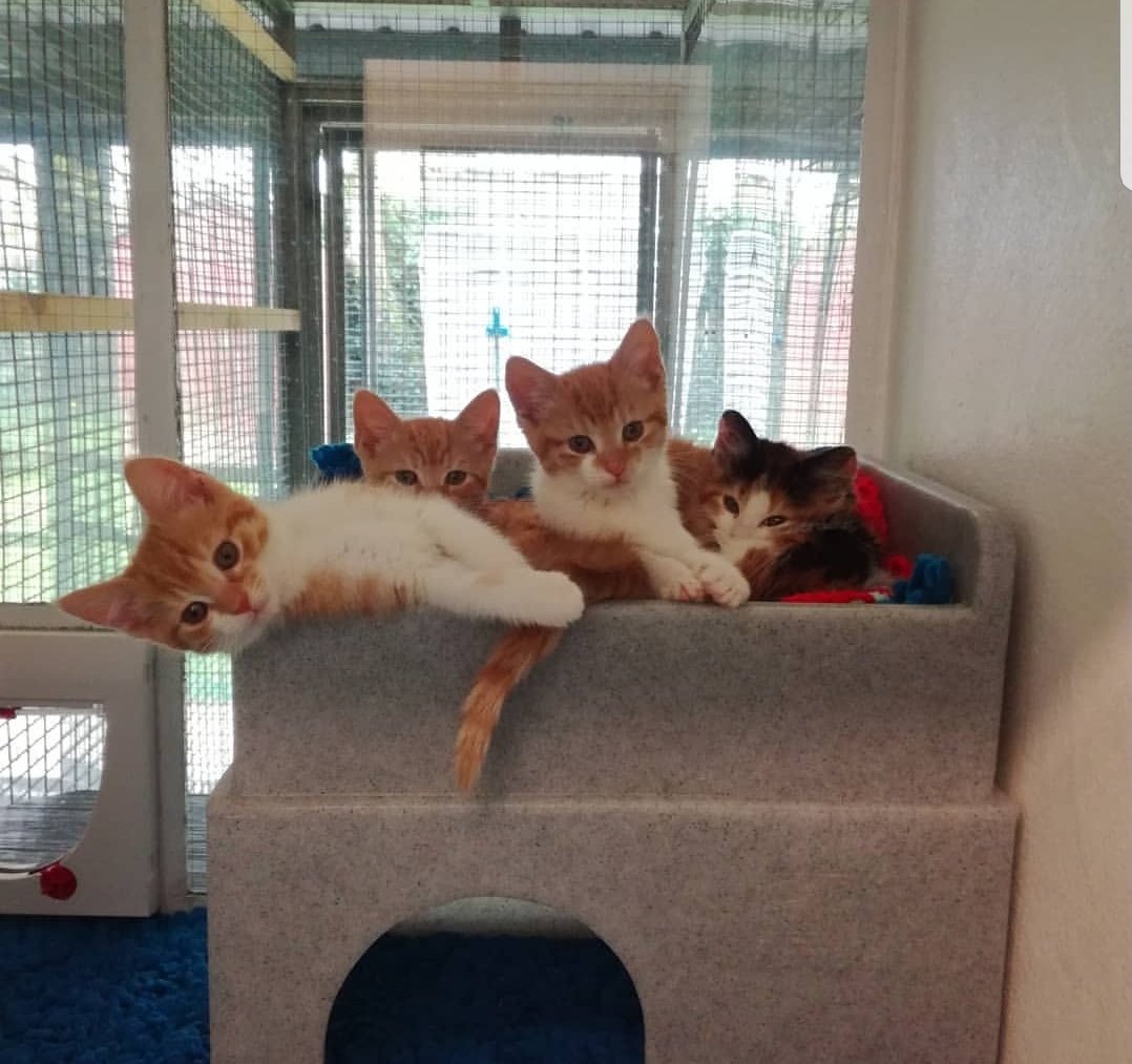 CatsWMids's tweet image. Kittens available for adoption from Saturday 5th May. We have several kittens (Black &amp;amp; White / Tortie / Ginger &amp;amp; White / Tabby) available for adoption pending successful completion of our rehoming process 🏡 We're open 11 until 3 💛🐱 #AdoptDontShop