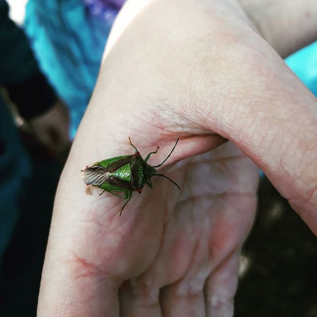 schoolswowalls's tweet photo. Exploring and discovering nature today...lots of interest in this wee guy #learningoutsidetheclassroom #fearlessgirl #letslearnoutside #schoolswithoutwalls https://t.co/7soTTMtBo8 https://t.co/zGUhb9dgBB
